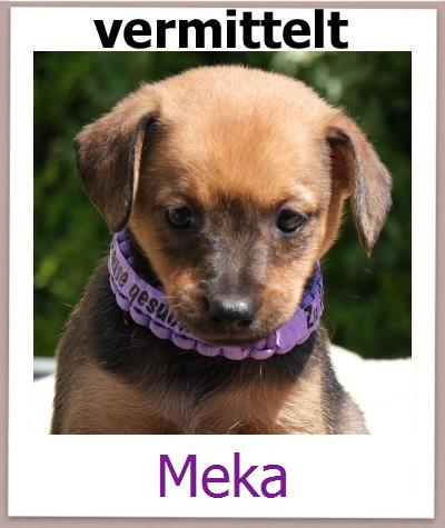 Meka Tierschutz Zypern Hund prof