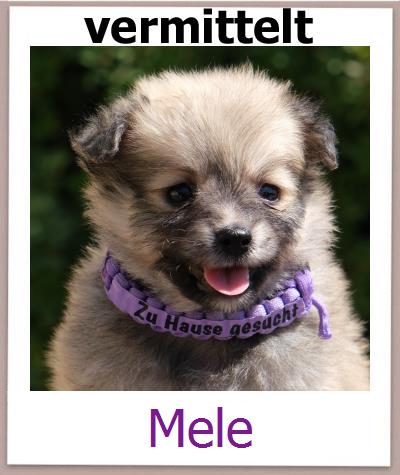 Mele Tierschutz Zypern Hund prof