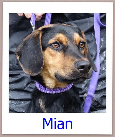Harlan Tierschutz Zypern Hund prof