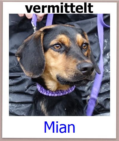 Mian Tierschutz Zypern Hund prof