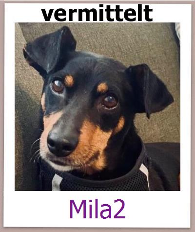 Mila2 Tierschutz Zypern Hund prof