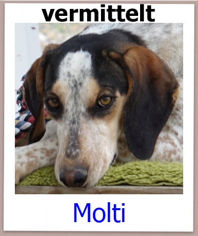 Molti Tierschutz Zypern Hund prof