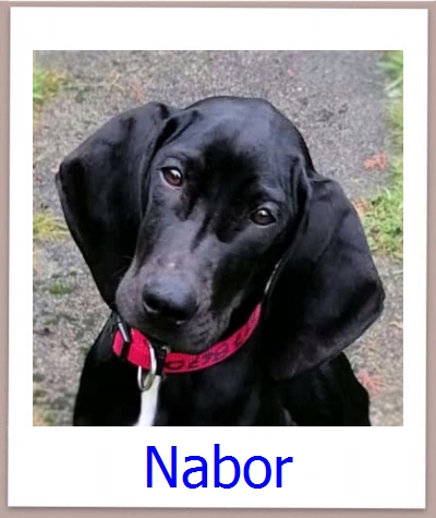 Nalu Tierschutz Zypern Hund prof