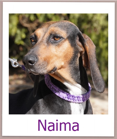 Naima Tierschutz Zypern Hund prof