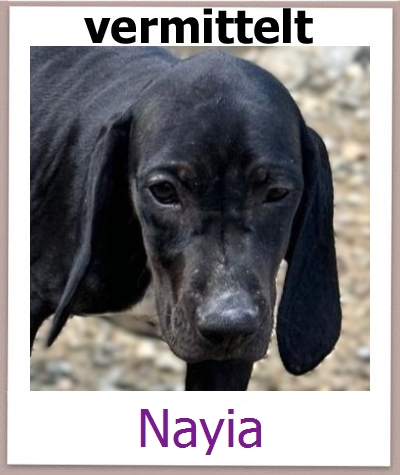 Nayia Tierschutz Zypern Hund prof