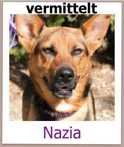 Nazia Tierschutz Zypern Hund prof