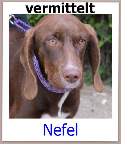 Nefel Tierschutz Zypern Hund prof