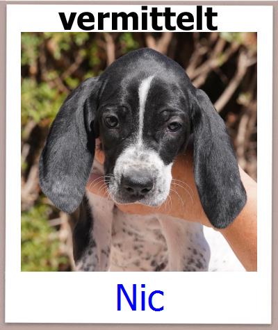 Nic Tierschutz Zypern Hund prof