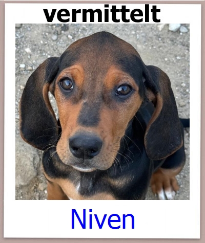 Niven Tierschutz Zypern Hund prof