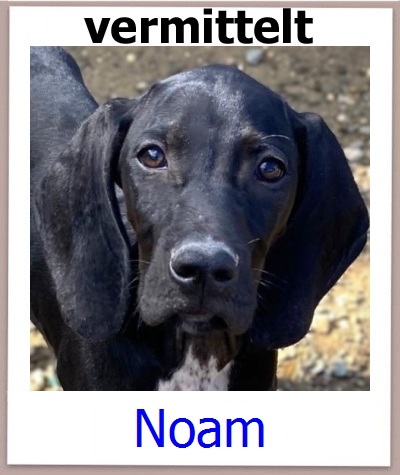 Noam Tierschutz Zypern Hund prof