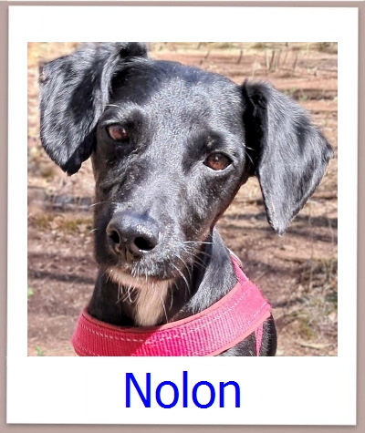 Nolon Tierschutz Zypern Hund prof