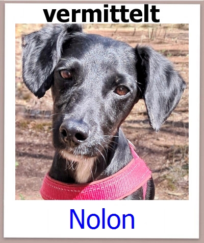 Nolon Tierschutz Zypern Hund prof