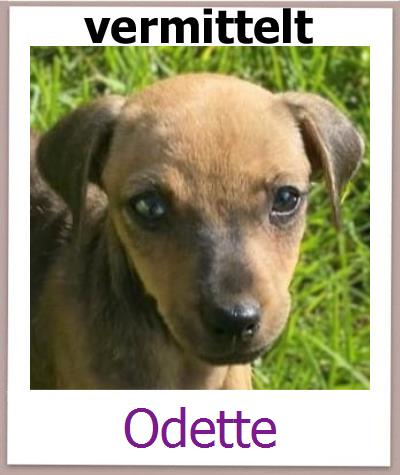 Odette Tierschutz Zypern Hund prof