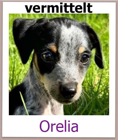 Orelia Tierschutz Zypern Hund prof