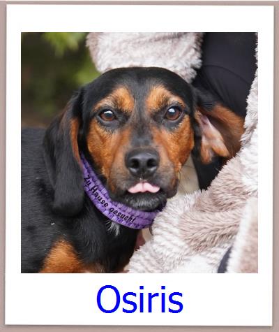 Osiris Tierschutz Zypern Hund prof