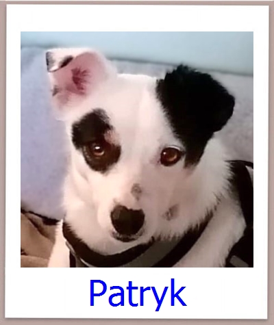 Patryk Tierschutz Zypern Hund prof