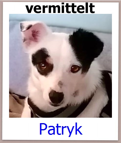 Patryk Tierschutz Zypern Hund prof