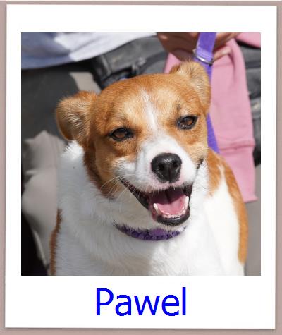 Pawel Tierschutz Zypern Hund prof