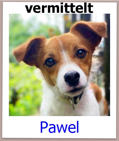 Pawel Tierschutz Zypern Hund prof