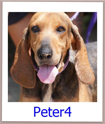 Peter4 Tierschutz Zypern Hund prof