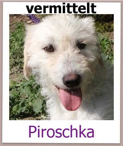 Piroschka Tierschutz Zypern Hund prof
