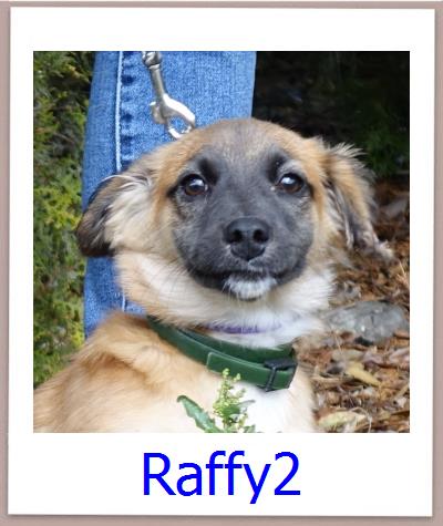 Raffy2 Tierschutz Zypern Hund prof