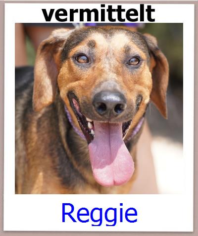 Reggie Tierschutz Zypern Hund prof