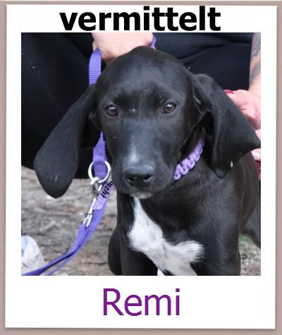 Remi Tierschutz Zypern Hund prof