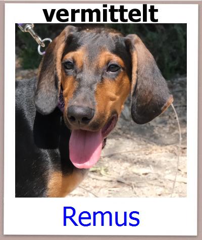 Remus Tierschutz Zypern Hund prof