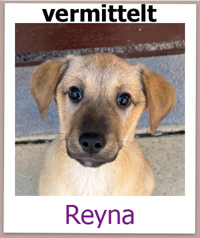 Reyna Tierschutz Zypern Hund prof