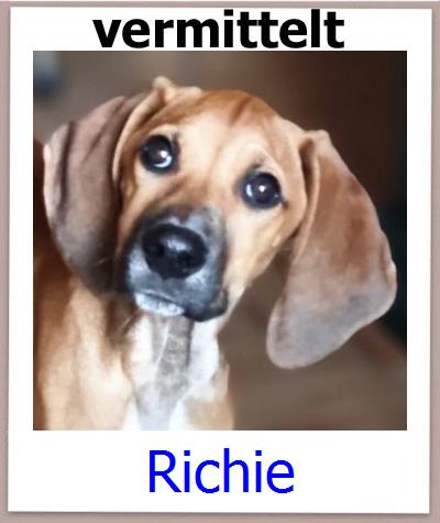 Richie Tierschutz Zypern Hund prof