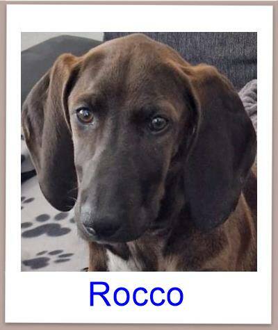 Rocco Tierschutz Zypern Hund prof