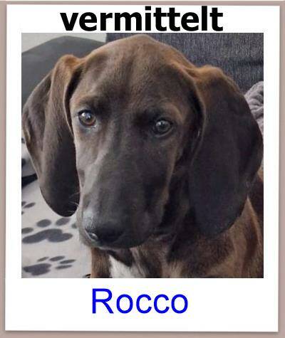 Rocco Tierschutz Zypern Hund prof