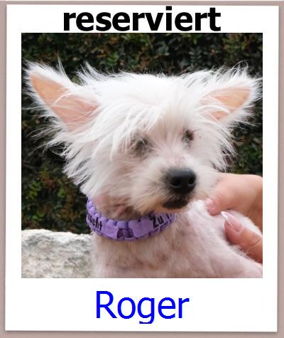 Roger Tierschutz Zypern Hund prof