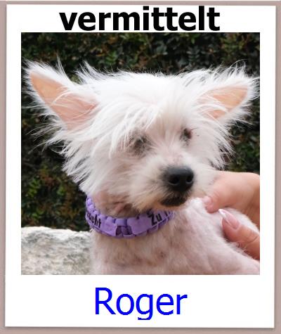 Roger Tierschutz Zypern Hund prof