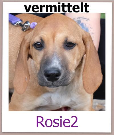 Rosie2 Tierschutz Zypern Hund prof