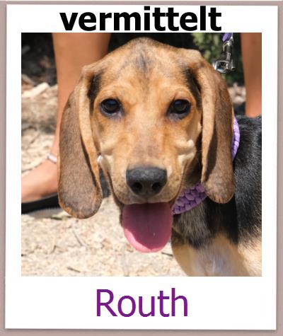Routh Tierschutz Zypern Hund prof