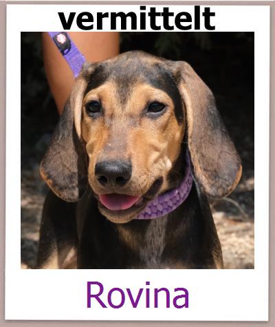 Rovina Tierschutz Zypern Hund prof