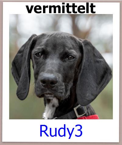 Rudy3 Tierschutz Zypern Hund prof