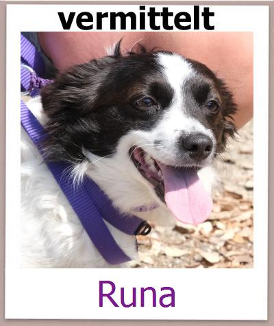 Runa Tierschutz Zypern Hund prof