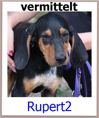 Rupert2 Tierschutz Zypern Hund prof