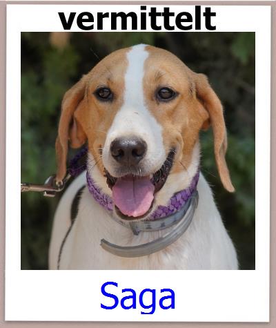 Saga Tierschutz Zypern Hund prof