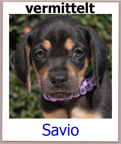 Savio Tierschutz Zypern Hund prof