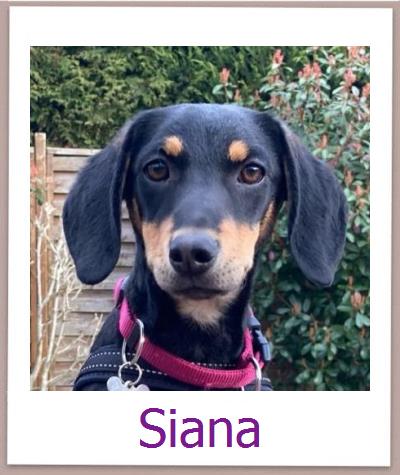 Ariana Tierschutz Zypern Hund prof