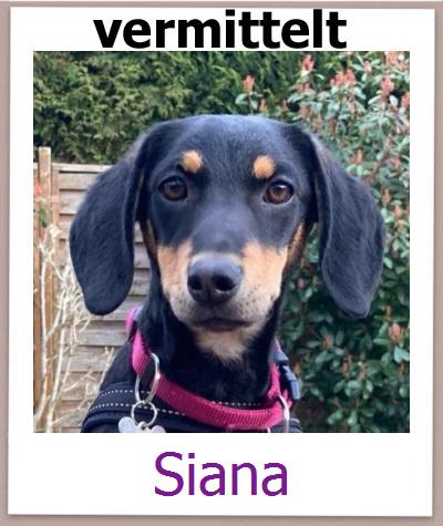 Siana Tierschutz Zypern Hund prof