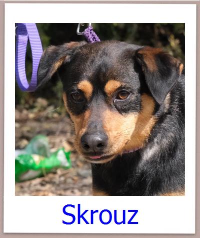 Skrouz Tierschutz Zypern Hund prof