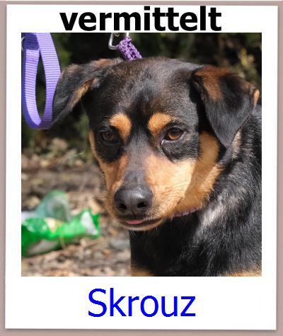 Skrouz Tierschutz Zypern Hund prof