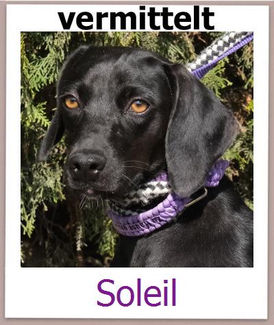 Soleil Tierschutz Zypern Hund prof