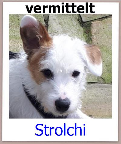 Strolchi Tierschutz Zypern Hund prof