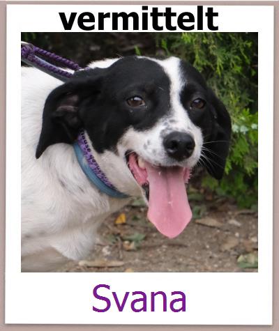 Svana Tierschutz Zypern Hund prof